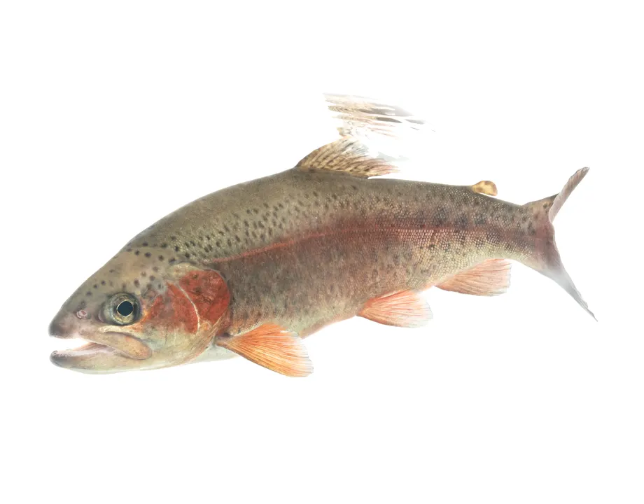 Pescado fresco